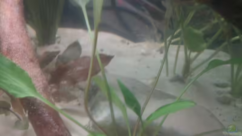 Cryptocoryne x willisii von Patrick Scheffer (9)