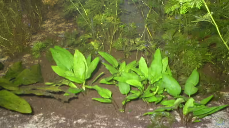 Cryptocoryne x willisii von Robin Bucksch (2)