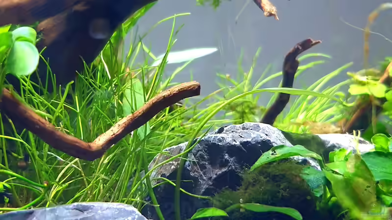 cryptocoryne x willisii von Romano E (22)