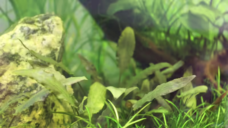 Cryptocorynen - 01.09.2013 von AquarienHans (7)