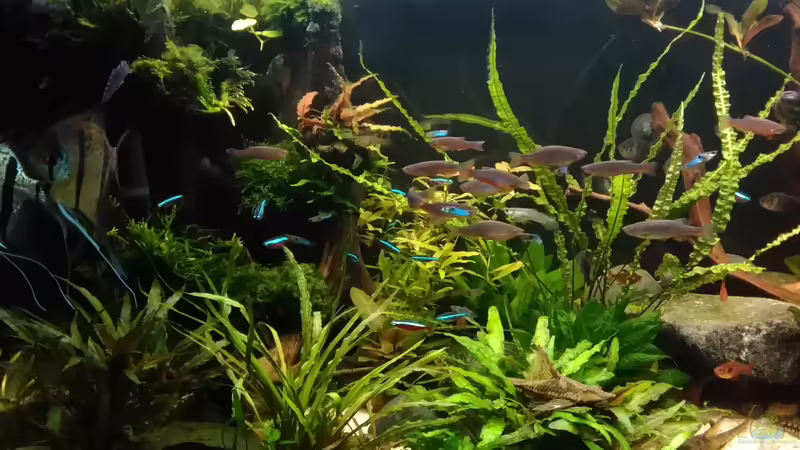 Cryptocorynen Ecke von Grünhexe (128)