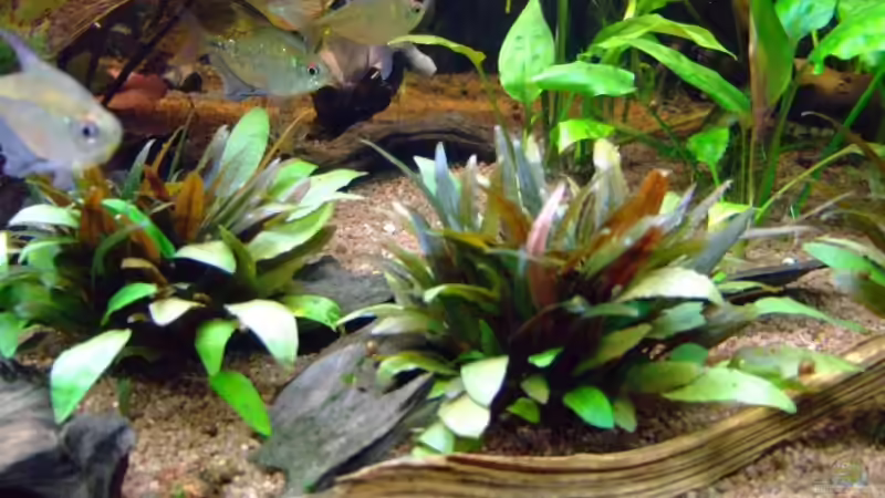 Cryptocorynen im Vordergrund von Wolfgang Röhken (8)