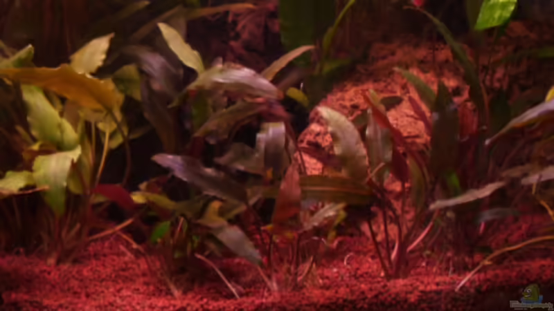 Cryptocorynen rechter vorderer Beckenbereich 13.03.2011 von Ray1975 (16)