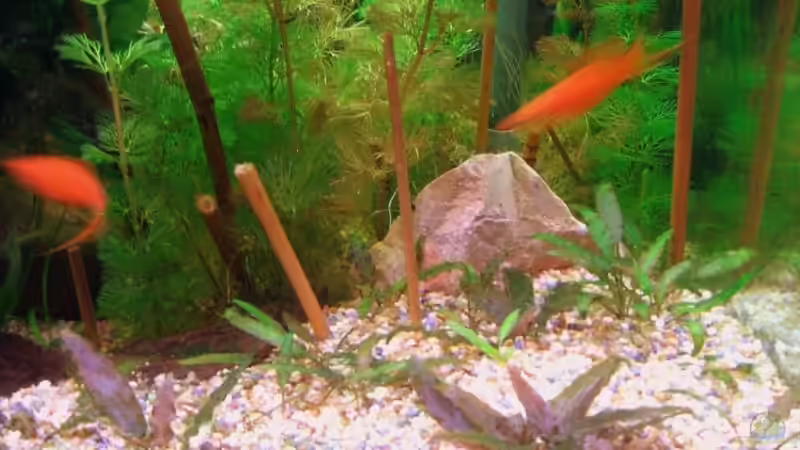 Cryptocorynen von Daniel Pawlik (6)