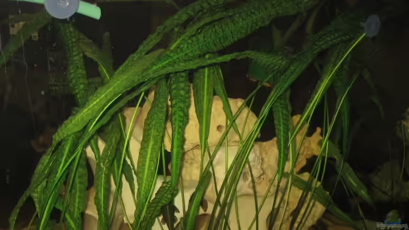 Cryptocorynen von NochEinChris (3)