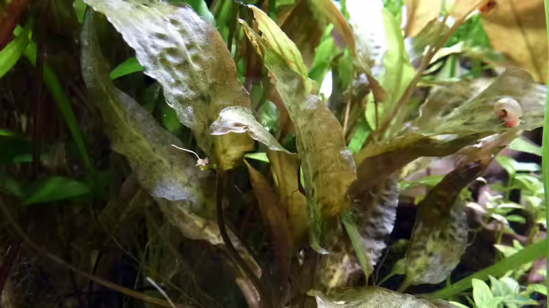 Cryptocorynen von Summse (11)