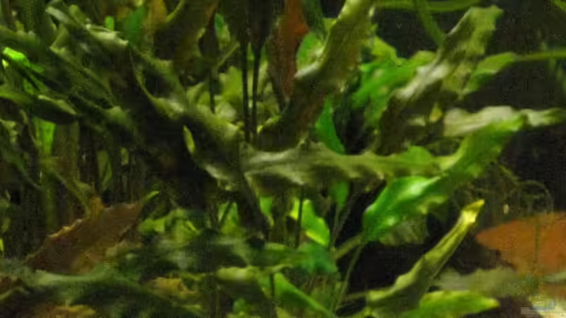 Cryptocorynen von Tankman71 (2)