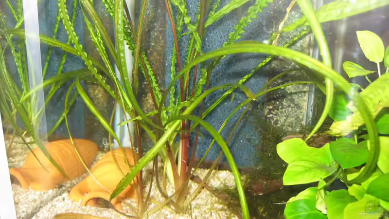 Cryptocorynen von Tankman71 (3)