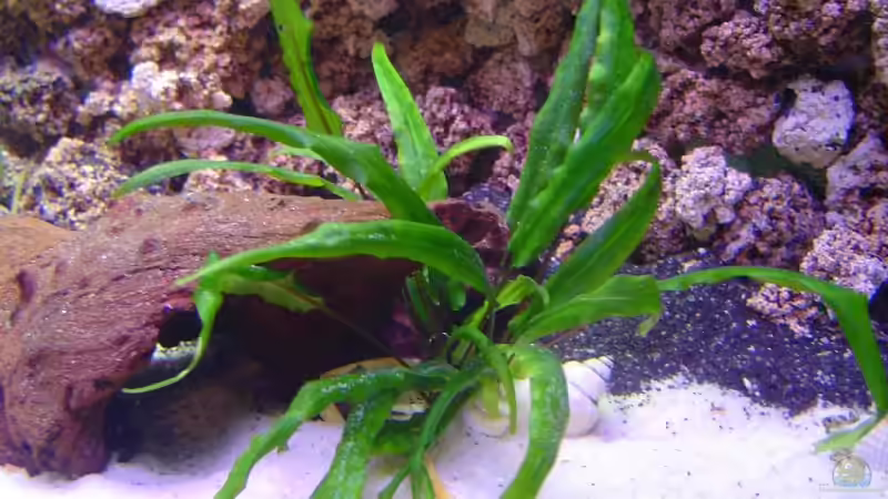 Cryptocorynen von Thomas Kuban (6)