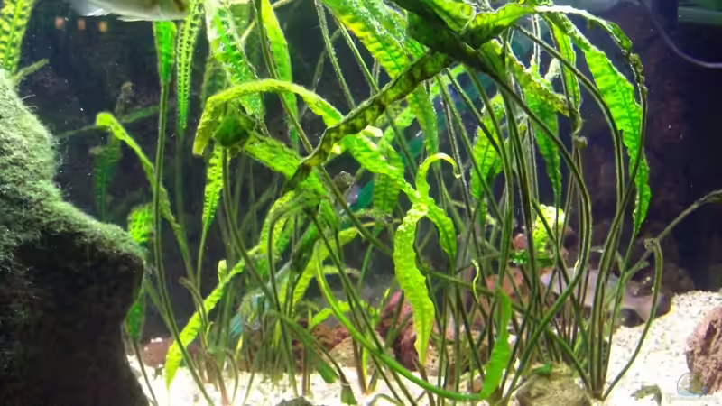 Cryptocorynen-Wiese von Michael H. (6)