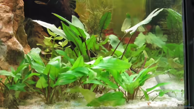 Cryptocorynenwald von Fischfrau (2)