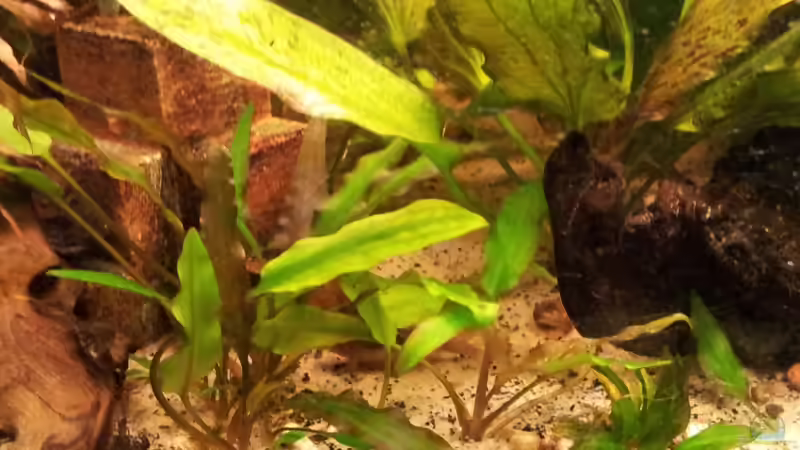 cryptocoyne wendti von Andreas Trunk (15)