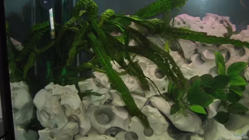 Cryptocryne crispatula von Qthree (4)