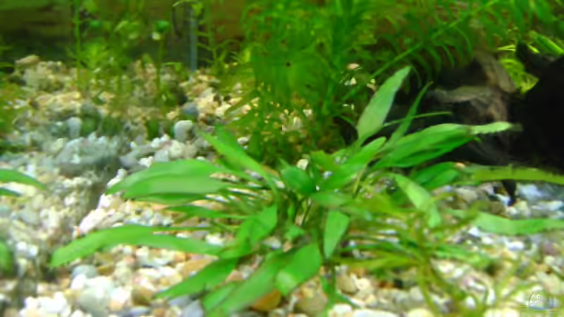 Cryptocryne x willisii von Franz Wüest (12)