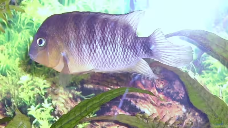 Cryptoheros spilurus von Michael Paulisch (8)