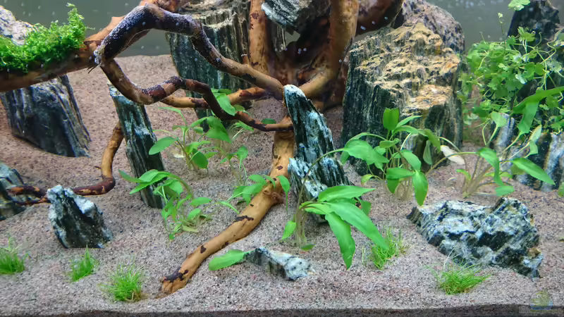 Cryptororyne wendtii green von ulli85 (5)