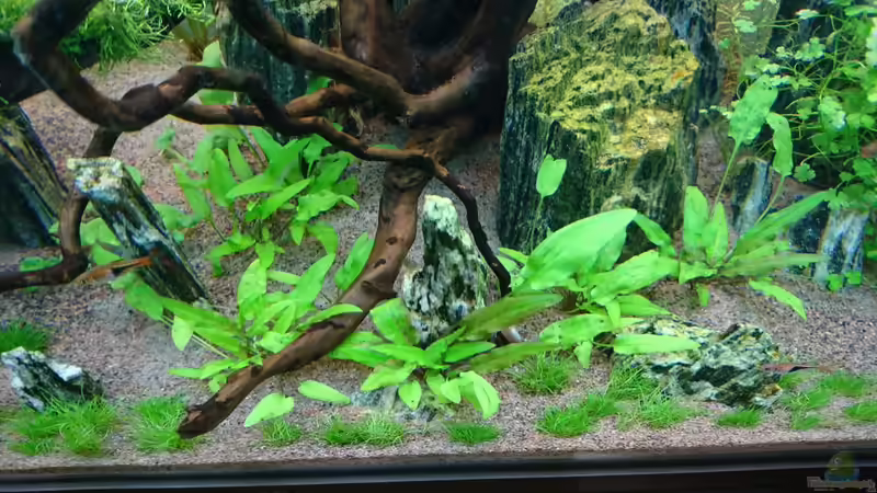 Cryptororyne wendtii green von ulli85 (6)