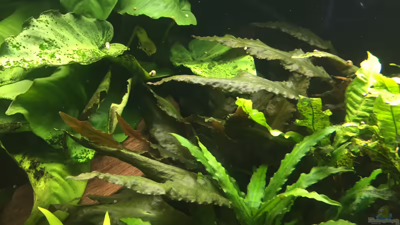 Cryptoryne wendtii (im Hintergrund) von Danny (19)