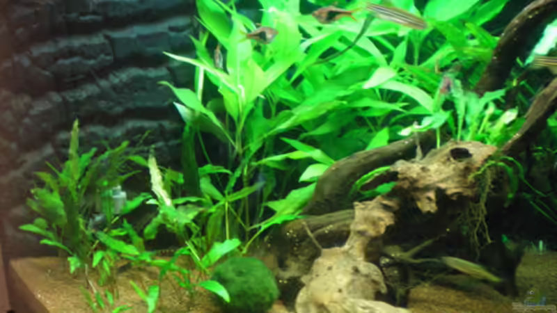 Crypto´s, Mooskugel und Wasserfreund... von Thomas Ahrens (14)