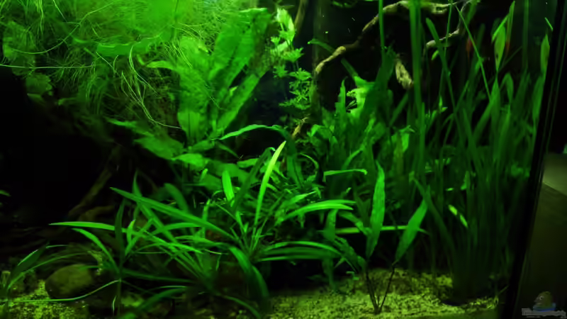 Cryptos, Vallis, Javafarn, Lilaeopsis brasiliensis von Fischkopp83 (9)