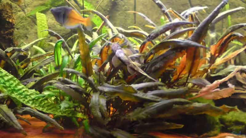 Crypto´s im Vordergrund von Aquathor (6)