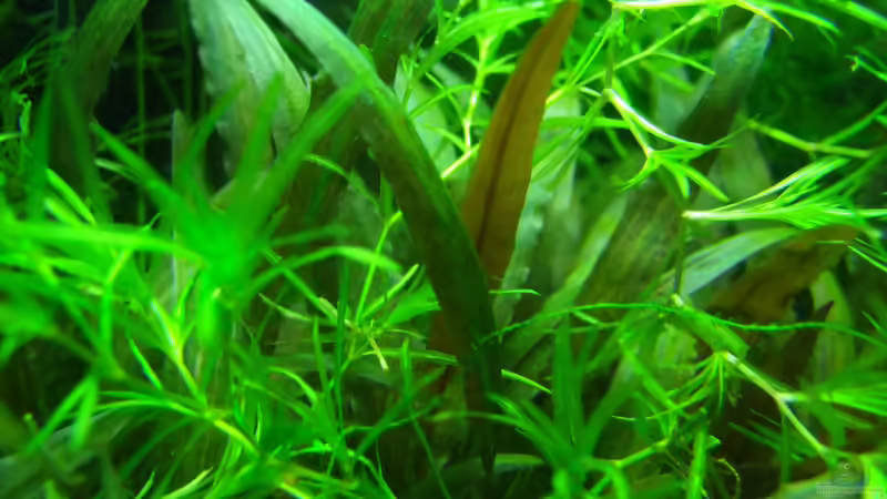 Cryptos sind einfach toll, anspruchslos und schön von Denise83 (15)