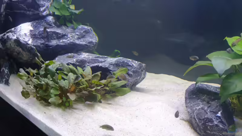 Cryptos und Anubias von Ravy (7)