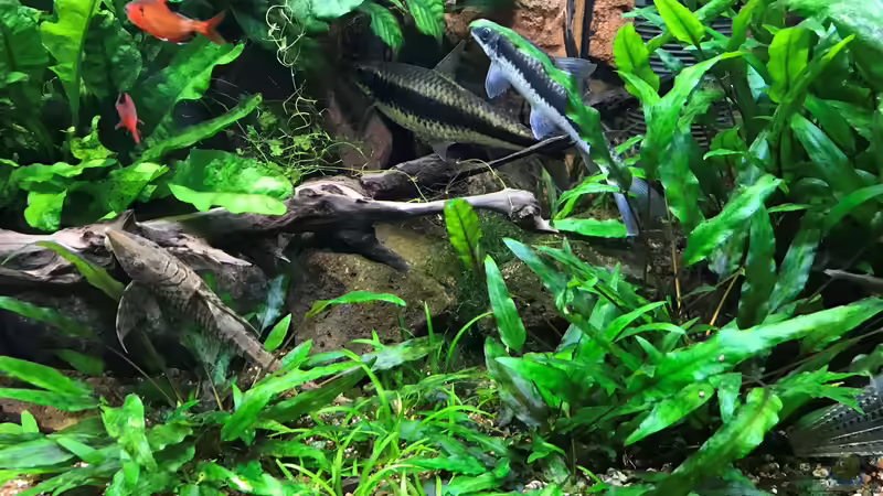 cryptos und echinodorus tenellus von Der Nicky (55)