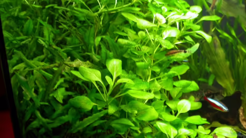 Cryptos und Lobelien von Susanne Schmohl (13)