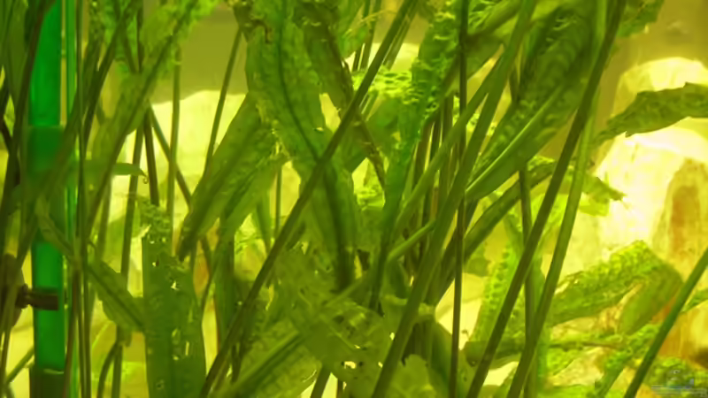 Cryptowald von Markus Wittmann (2)