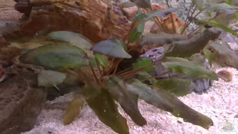 Crypzocoryne Balansae Grün von Capitan Hook (13)