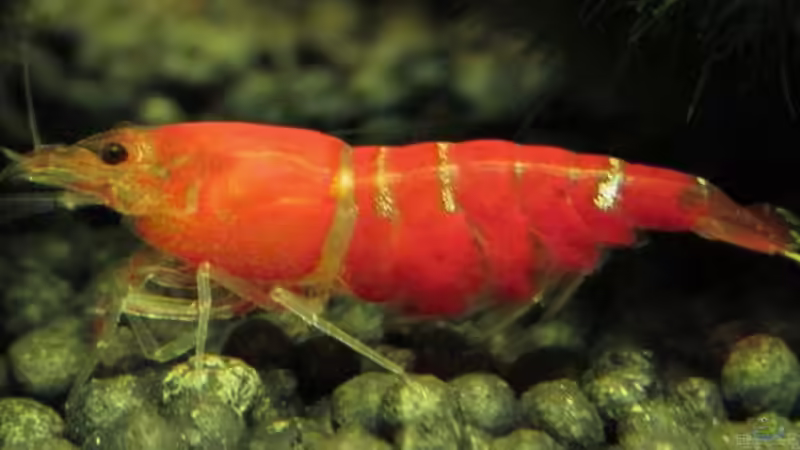 Crystal Red  - Eine Schönheit