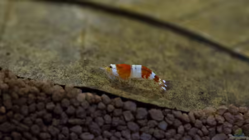 Crystal Red / Red Bee von GoreSlayer (27)