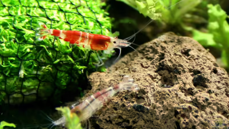 Crystal Red  von SouthAmerica (62)