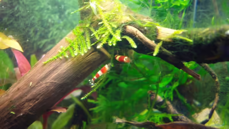 Crystal Red 02.03.08 von Aquarienfreund44 (21)