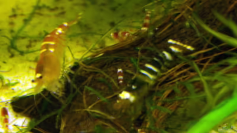 Crystal Red & Black and White von Stefan Arenth (14)