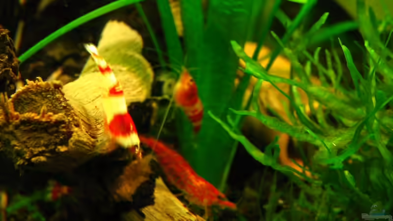 Crystal Red & Red Fire von Niko Toumanidis (20)