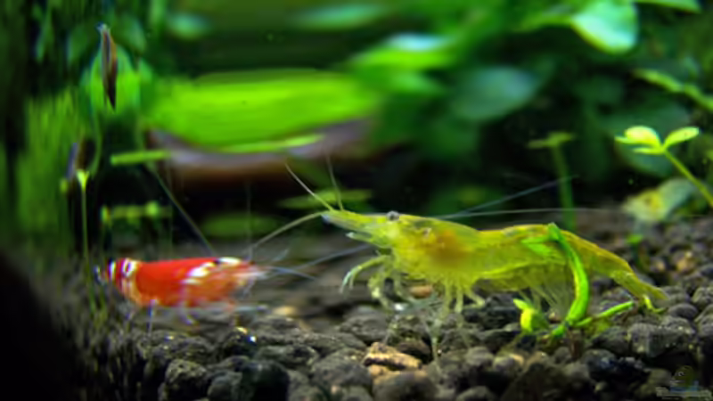 Crystal Red & Yellow von Buster (4)