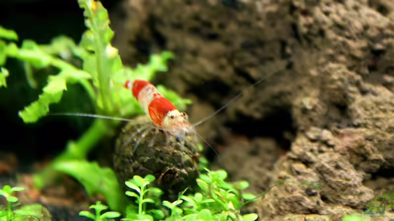 Crystal Red auf Erlenzapfen von SouthAmerica (60)