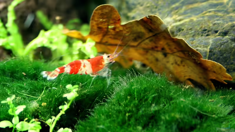 Einrichtungsbeispiele mit Caridina cantonensis Crystal Red (Kristallrote Zwerggarnele)