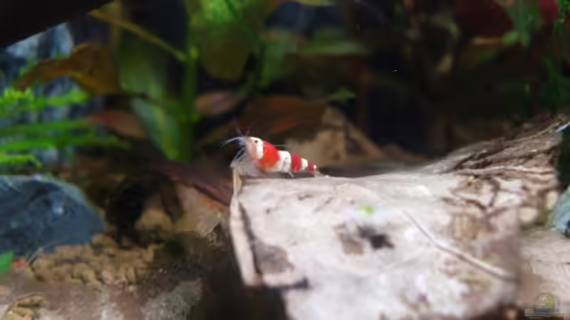 Crystal Red auf Seemandelbaumblatt 15.03.08 von Aquarienfreund44 (23)