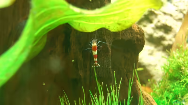 Crystal Red Garnele von Sven Seibert (4)