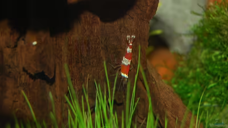 Crystal Red Garnele von Sven Seibert (6)