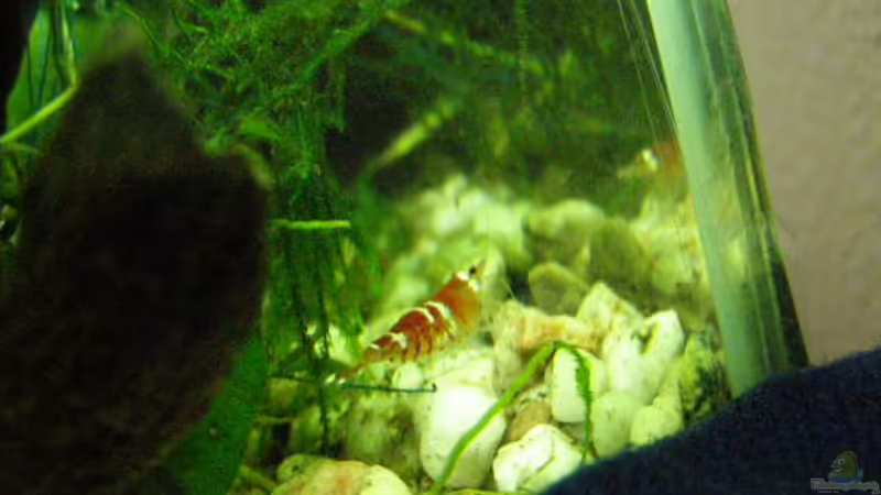 Crystal Red im Versteck von SeLo (21)