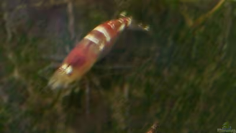 Crystal Red mit Nachwuchs von Stefan Arenth (12)