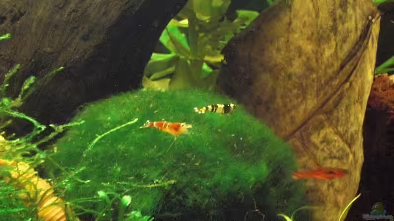 Einrichtungsbeispiele mit Caridina cantonensis Crystal Red (Kristallrote Zwerggarnele)