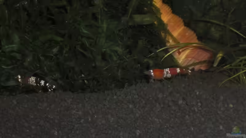 Crystal Red und black/white beim Wettlauf von Malawi TOM (53)