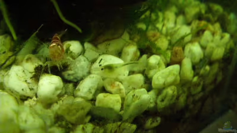 Crystal Red und withe Pearl von SeLo (17)