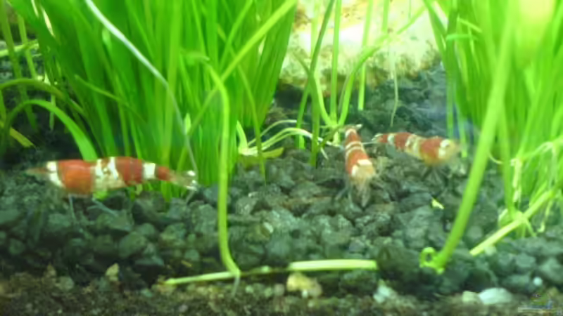 Crystal Red von Alexander Müller (13)