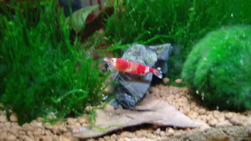 Crystal Red von Aquarienfreund44 (18)